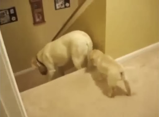 Diferencia entre perros y gatos – Bajar las escaleras
