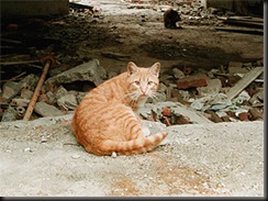 Un gato parecido a este es el protagonista de la historia.
