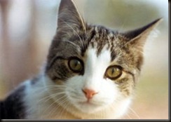 cat(1)